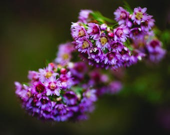 Calluna | Floral Wall Art | Digital Download