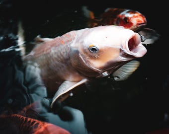Koi Fish | Wall Art | Digital Download