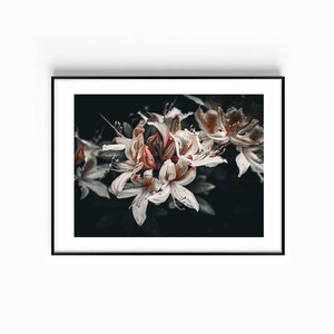 May include: A framed art print featuring a close-up of white and peach-colored flowers against a dark background. The flowers have delicate petals and are clustered together. The print is in a black frame, creating a striking contrast.
