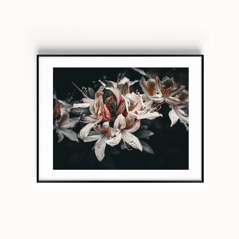 May include: A framed art print featuring a close-up of white and peach-colored flowers against a dark background. The flowers have delicate petals and are clustered together. The print is in a black frame, creating a striking contrast.