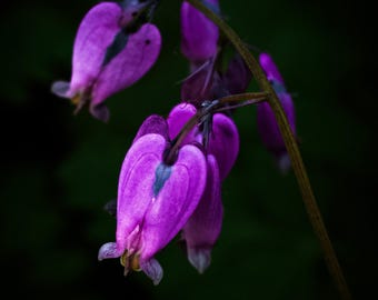 Pacific Bleeding Hearts | Floral Wall Art | Digital Download