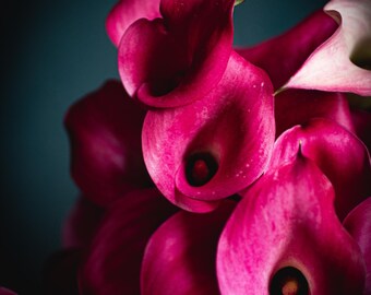 Calla Lilies | Floral Wall Art | Digital Download