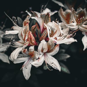 May include: Close-up of white and orange flowers with delicate petals. The flowers are in full bloom, with a dark background that accentuates their colors. The image captures the beauty of nature, showcasing the intricate details of the floral arrangement.