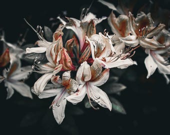 Azalea | Floral Wall Art | Digital Download
