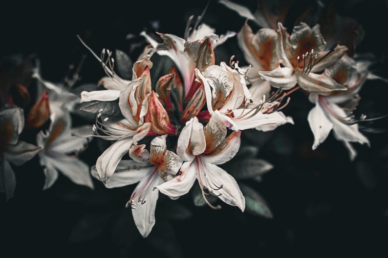 May include: Close-up of white and orange flowers with delicate petals. The flowers are in full bloom, with a dark background that accentuates their colors. The image captures the beauty of nature, showcasing the intricate details of the floral arrangement.