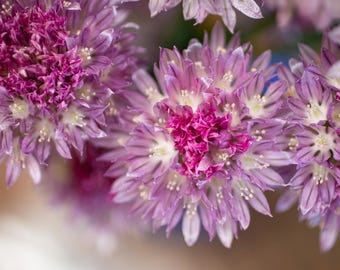 Chive Blossoms | Floral Wall Art | Digital Download