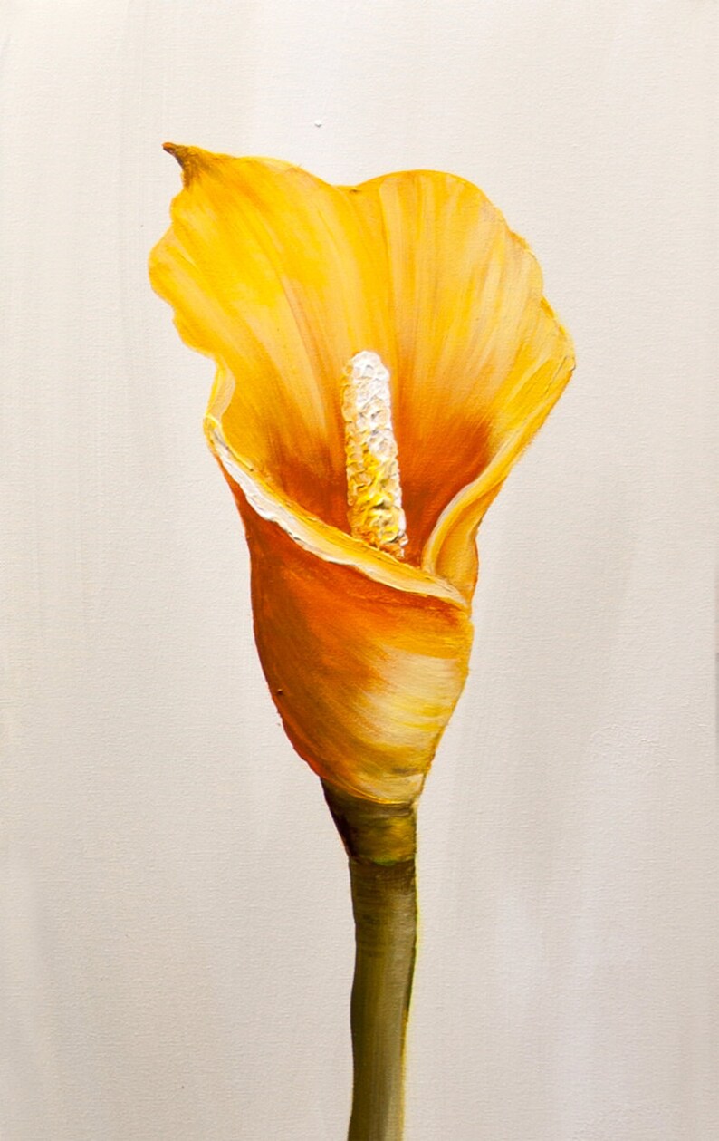 May include: A single yellow calla lily flower with a white center, painted on a white background.