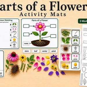 Schede di attività per la scuola dell'infanzia sulle parti di un fiore / Centro scientifico stampabile + Fogli di lavoro