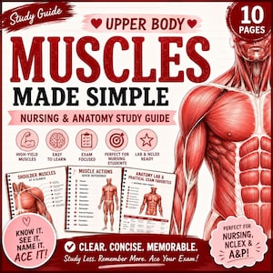 May include: A 10-page nursing and anatomy study guide titled Muscles Made Simple. The document features a detailed red muscular system illustration, diagrams of shoulder muscles, muscle actions, and anatomy lab favorites with clear text labels.