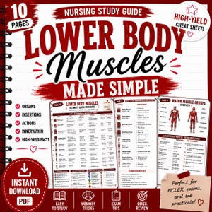 Lower Body Muscles Made Simple | Anatomy Study Guide PDF | Nursing School Notes | NCLEX Review | Muscle Origins Insertions Actions & Innerva