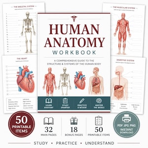 Puede incluir: Un libro de ejercicios de anatomía humana con portada blanca que muestra ilustraciones de un esqueleto, el sistema muscular y un corazón. El texto dice Human Anatomy Workbook, A Comprehensive Guide to the Structure & Systems of the Human Body.