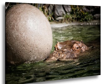 Silent Watcher - A Hippo’s Quiet Vigil