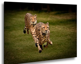 The Cheetah Brothers Sprinting – Wild Animal Art Print