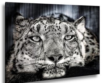 Whisper of the Wild: An Intimate Snow Leopard Portrait