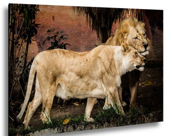 The Loving Lion Couple
