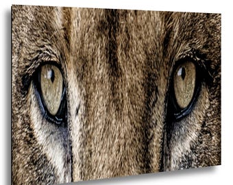 Silent Majesty - A Lion’s Intimate Gaze