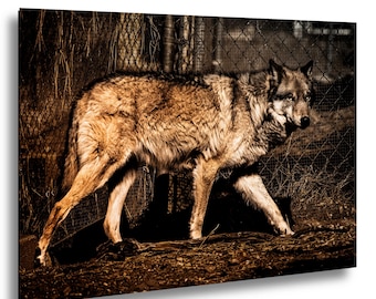 Shadow Walker - A Wolf Moving Between Light and Silence