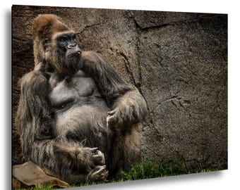 BIG DADDY SILVERBACK