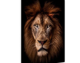 Safari Wall Art - “Golden Gaze” - Intimate Portrait of a Wild King