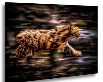 Streaks of Night - A Predator in Motion