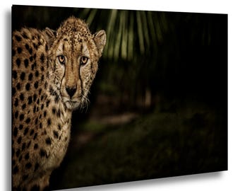 Ghost of the Savannah - The Last Glance