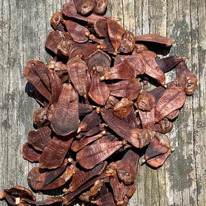 May include: A collection of numerous dried, brown, winged seeds from a conifer tree. Each seed features a flat, elongated, papery wing attached to a small, rounded, darker brown seed pod, creating a scattered, overlapping arrangement of natural botanical elements.