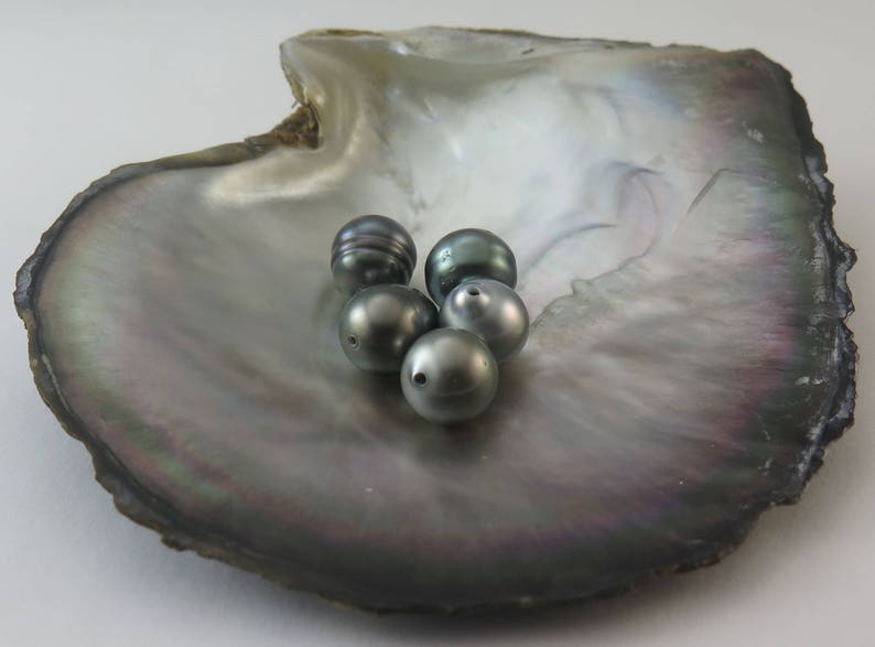 Light 12.50 Dollars a Pearl Pearl size: 09.00-09.99mm Drilled to 1mm SAVE 10/%  PACK Of 5 Circle Tahitian Black Pearls #7 AA