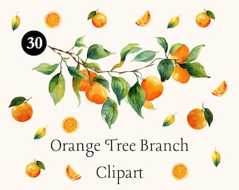 Orangen Ast Aquarell Clipart (30 PNG-Dateien) (Digital Download)