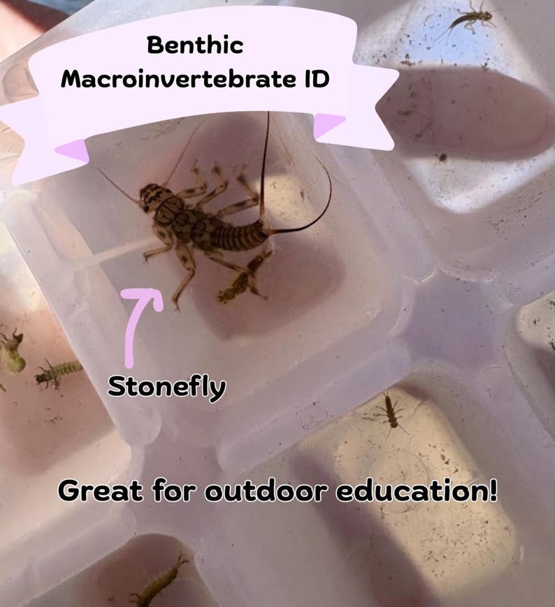 Benthonic Insect Macroinvertebrate Stonefly ID Worksheet With Key | Middle and High ...