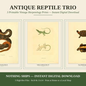 May include: Three vintage-style herpetology prints titled ANTIQUE REPTILE TRIO. The first shows a coiled snake, the second two lizards, and the third two turtles. Each print features scientific text at the bottom on a cream-colored background.