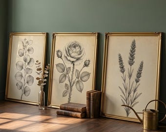 Vintage botanisk set med 3 | Antik herbariumlinjekonsttryck | Ros, eukalyptus och lavendel | Väggkonst i svart bläck | Direkt nedladdning