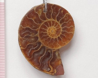 Ammonite Ammolite Fossilized Shell Pendant with Drilled Hole One Piece  Two Choices available  L4820