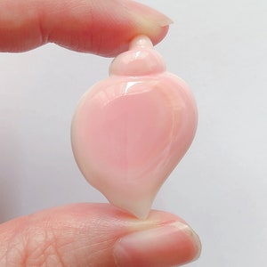 Pink Queen Conch Shell Cabochon 20x30 mm Different quantities available C8499