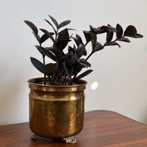 Op de afbeelding: Een ZZ-plant met donkere, bijna zwarte, glanzende bladeren in een cilindervormige koperen plantenbak. De plantenbak heeft een gladde, gepolijste metalen afwerking met een subtiel patina en rust op drie kleine, sierlijke decoratieve voetjes.