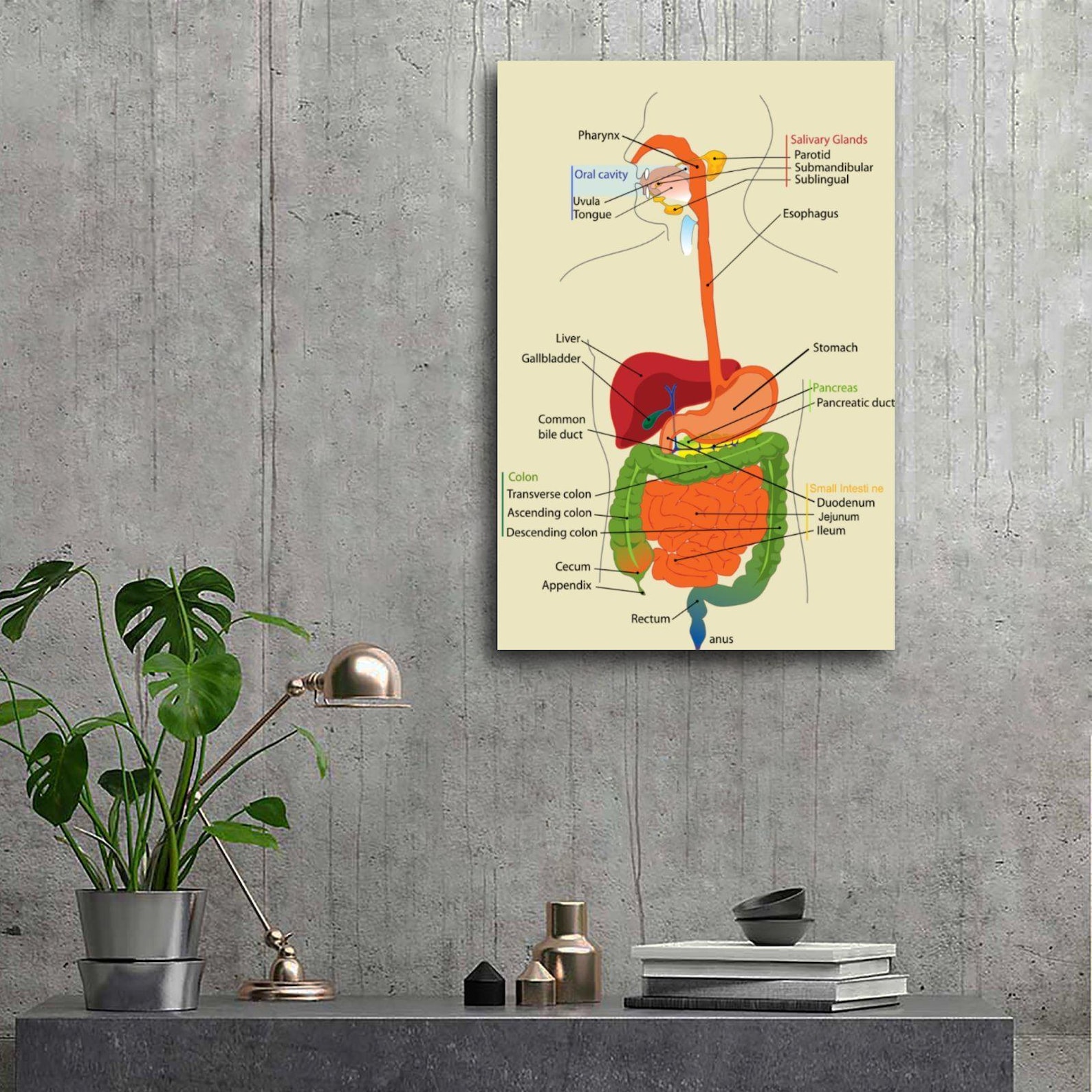 Human Digestive System Diagram Canvas Print, Anatomy Wall Art, Medical ...