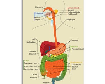Human Digestive System Diagram Canvas Print, Anatomy Wall Art, Medical Student Poster, Educational Biology Chart, Science Classroom Decor