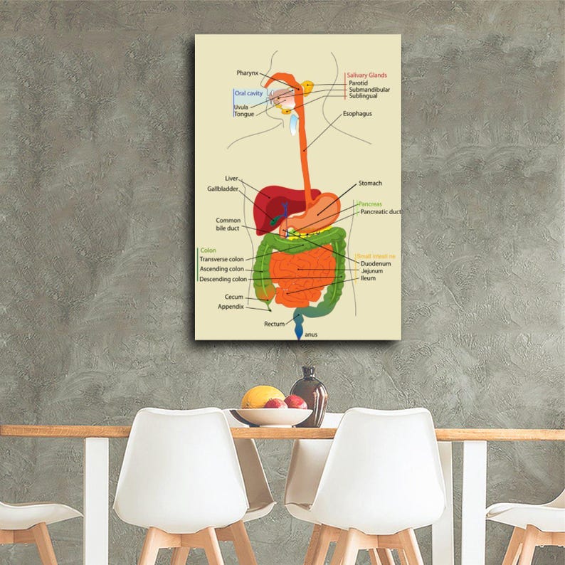 Human Digestive System Diagram Canvas Print, Anatomy Wall Art, Medical ...