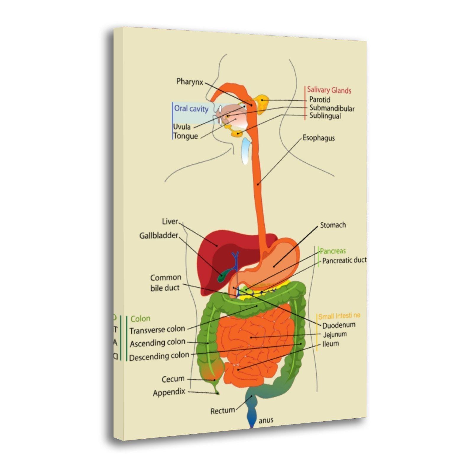 Human Digestive System Diagram Canvas Print, Anatomy Wall Art, Medical ...