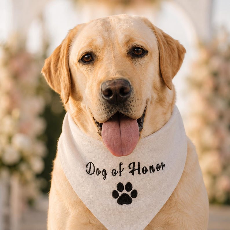 Pu&ograve; includere: Un Labrador Retriever giallo indossa una bandana triangolare color crema per animali domestici. Il tessuto presenta la scritta nera ricamata "Dog of Honor" sopra una singola impronta di zampa nera ricamata al centro dell'accessorio.