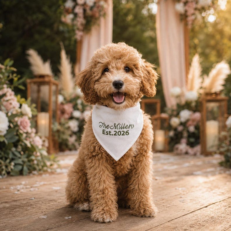 Peut inclure: Un chien au pelage dor&eacute; et boucl&eacute; assis, portant un bandana triangulaire blanc pour animal. L'accessoire en tissu pr&eacute;sente une inscription brod&eacute;e en vert fonc&eacute; indiquant The Millers Est. 2026, centr&eacute;e sur le devant de la pi&egrave;ce textile.