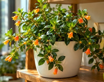 May include: A potted Nematanthus plant, also known as a goldfish plant, features glossy dark green leaves and numerous small, tubular, bright orange flowers. The plant is housed in a smooth, white, round ceramic pot sitting on a wooden shelf.