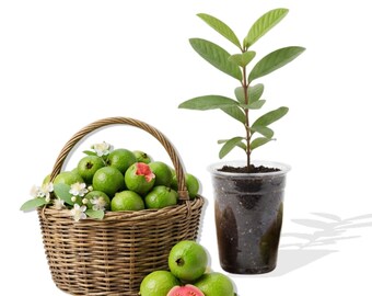 Pink Guava Live Plant, Tropical Fruit Tree, Sweet Fragrant Guava for Outdoor Garden