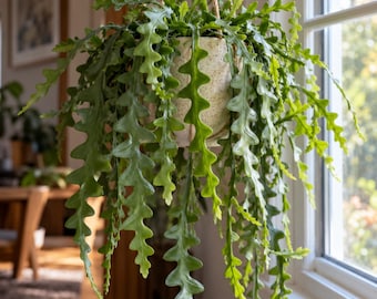 May include: A lush green Ric-Rac cactus with long, wavy, serrated leaves cascading from a speckled, cream-colored ceramic hanging planter. The plant is suspended by thin, light-colored cords, displaying vibrant foliage that fills the frame.