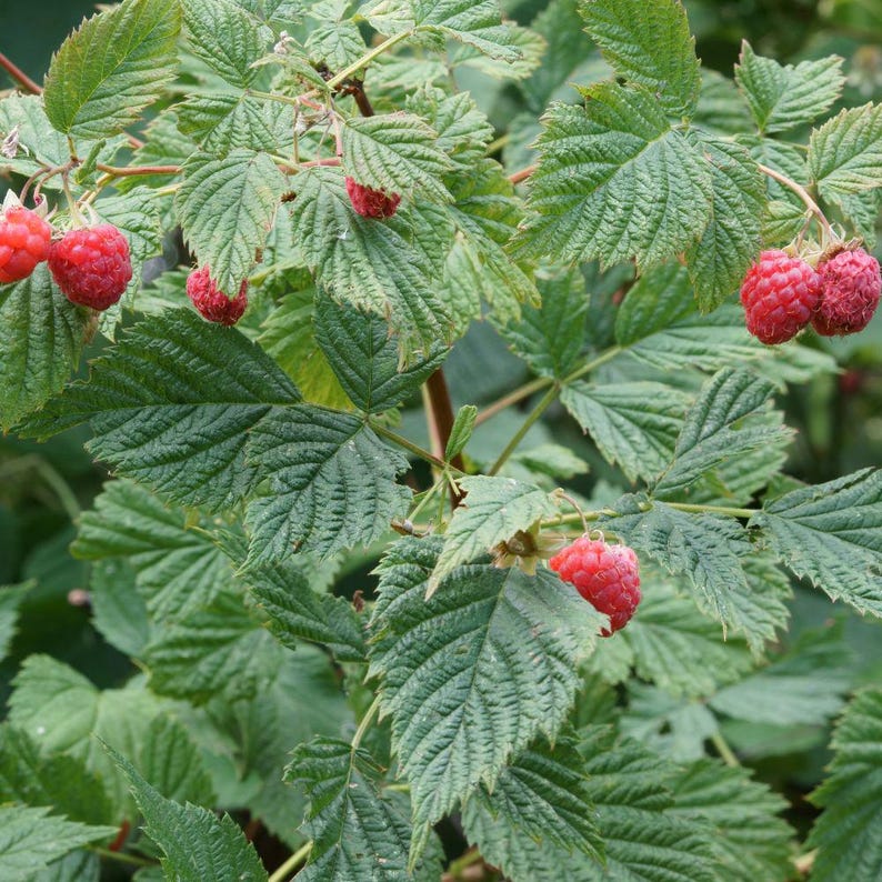 May include: A raspberry plant with several ripe, bright red, textured berries hanging from thin stems among numerous serrated, green, veined leaves. The plant shows multiple clusters of fruit at various stages of development on the branches.