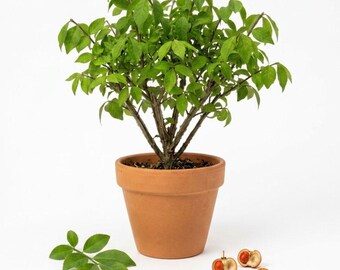 May include: A small green leafy plant potted in a terracotta clay pot. Beside the pot, there is a detached green leaf and three small, round, orange-colored seeds or fruits, one of which is split open to reveal a bright orange interior.