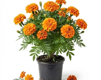 May include: A potted marigold plant featuring numerous vibrant orange, ruffled flower heads and deep green, pinnate foliage. The plant is housed in a simple black plastic container, with a few loose orange petals scattered near the base.
