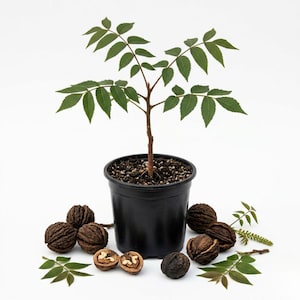 May include: A young walnut tree sapling with green compound leaves planted in a black plastic nursery pot, surrounded by several dark brown, textured walnut shells, some whole and some cracked open to reveal the light-colored nut meat inside.