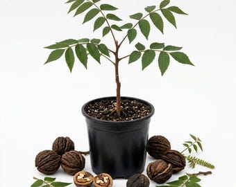 May include: A young walnut tree sapling with green compound leaves planted in a black plastic nursery pot, surrounded by several dark brown, textured walnut shells, some whole and some cracked open to reveal the light-colored nut meat inside.