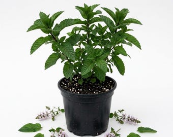 May include: A vibrant green mint plant with serrated leaves growing in a black plastic nursery pot filled with dark soil and perlite. Several detached mint leaves and small clusters of tiny light purple flowers are scattered around the base.