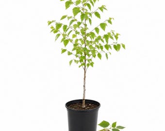 May include: A young birch tree with light green leaves and a slender, pale trunk planted in a black plastic nursery pot. Beside the pot lie a few detached green leaves and several long, thin, brownish-yellow catkins on the ground.